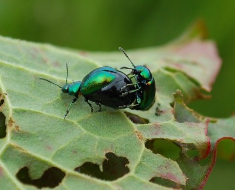 Green Dock Leaf Beetle 